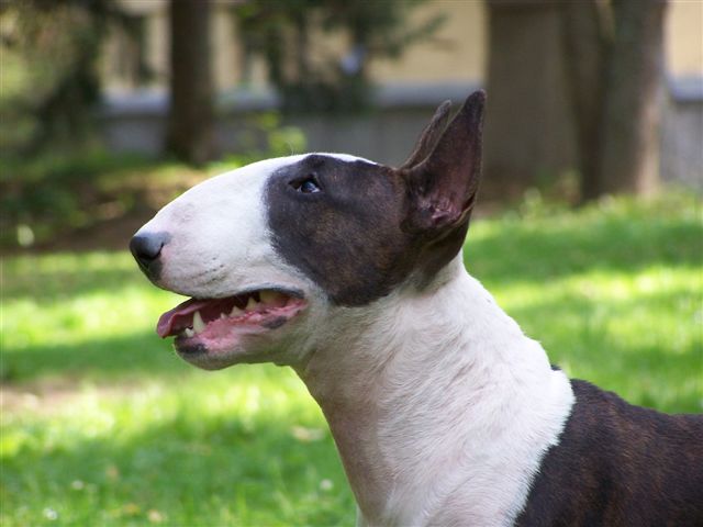 coco_kabt_2007_1.jpg