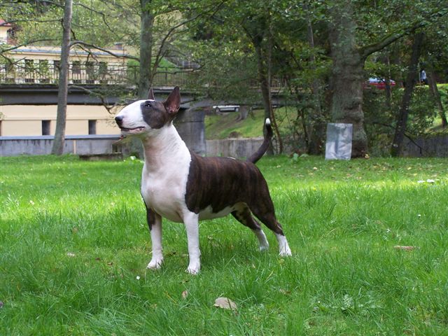 coco_kabt_2007_2.jpg