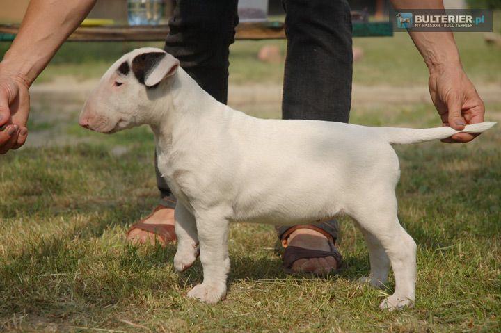 Obrazek
