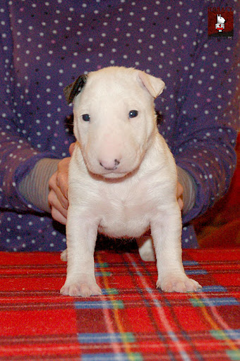 Obrazek