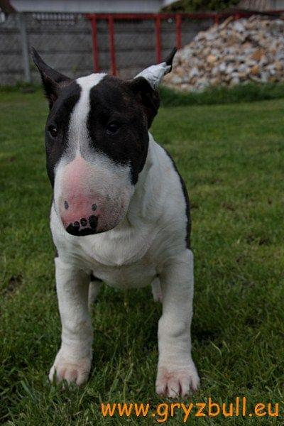 Obrazek