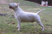 Obrazek