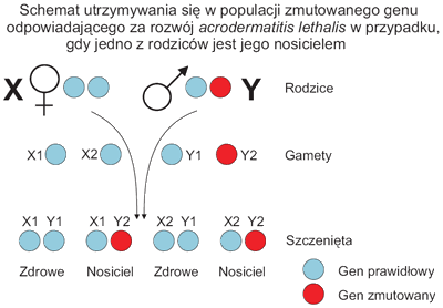 Obrazek