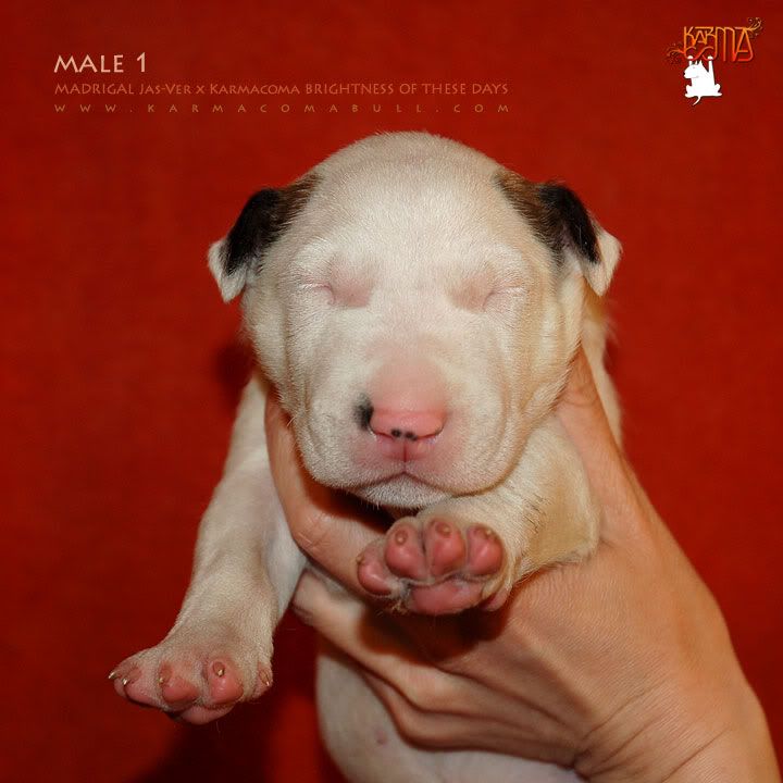 Obrazek