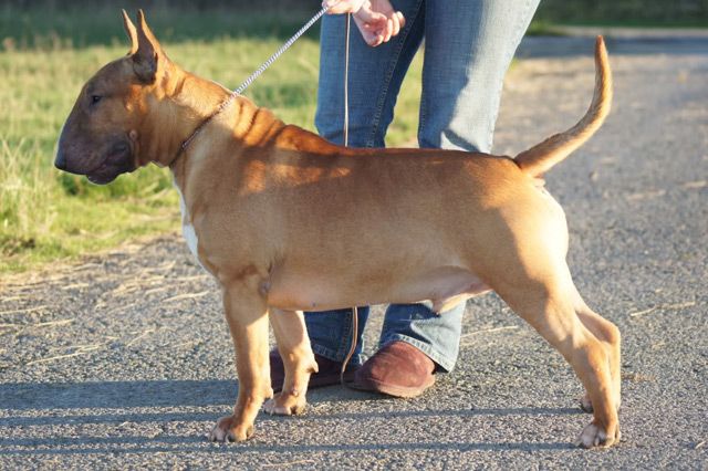 Obrazek