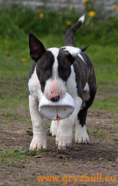 Obrazek