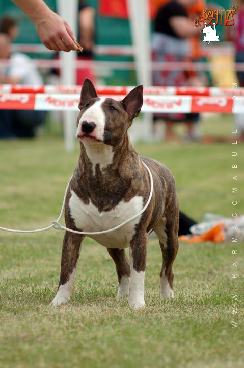 Obrazek