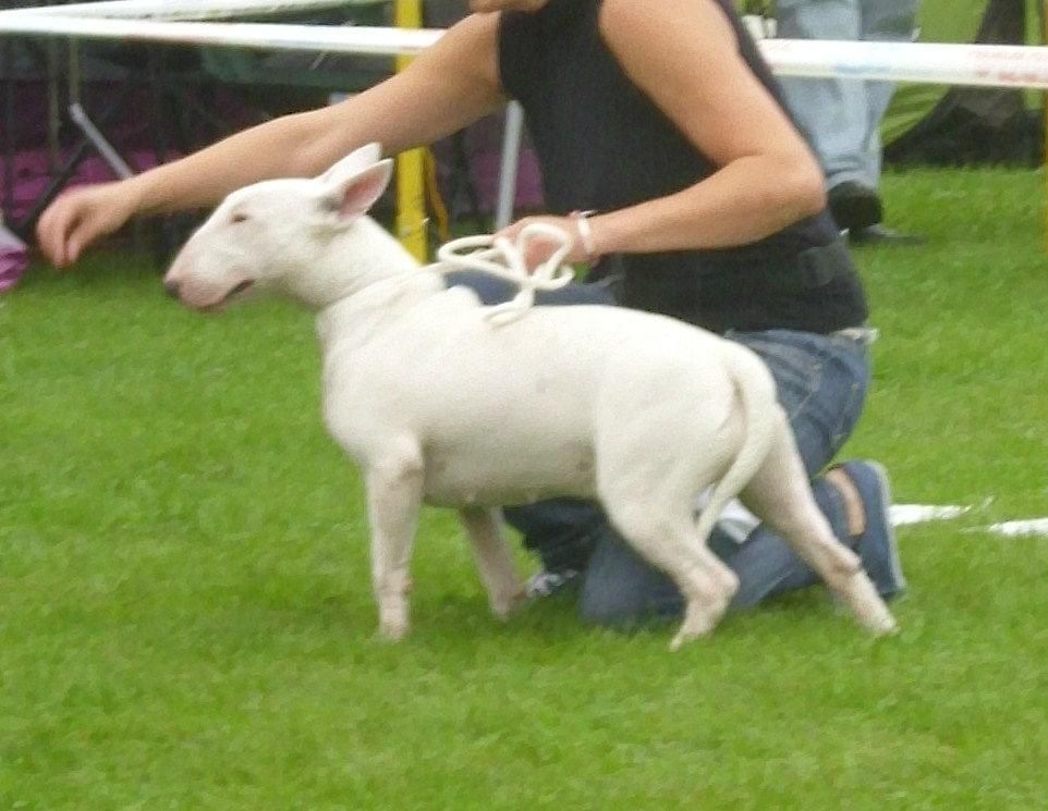 Obrazek