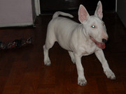 Obrazek