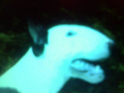 Obrazek
