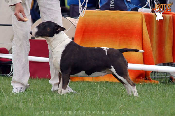Obrazek