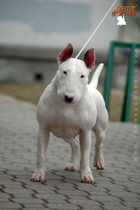 Obrazek