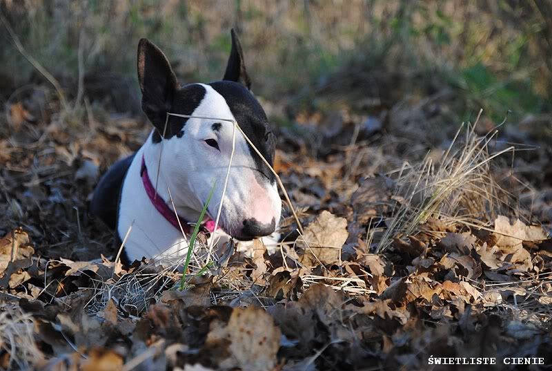 Obrazek