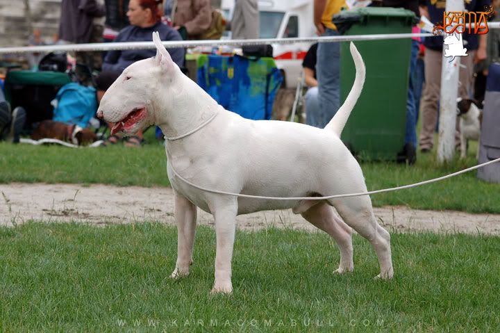 Obrazek