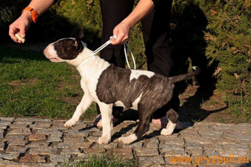 Obrazek
