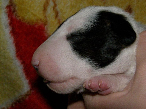 Obrazek