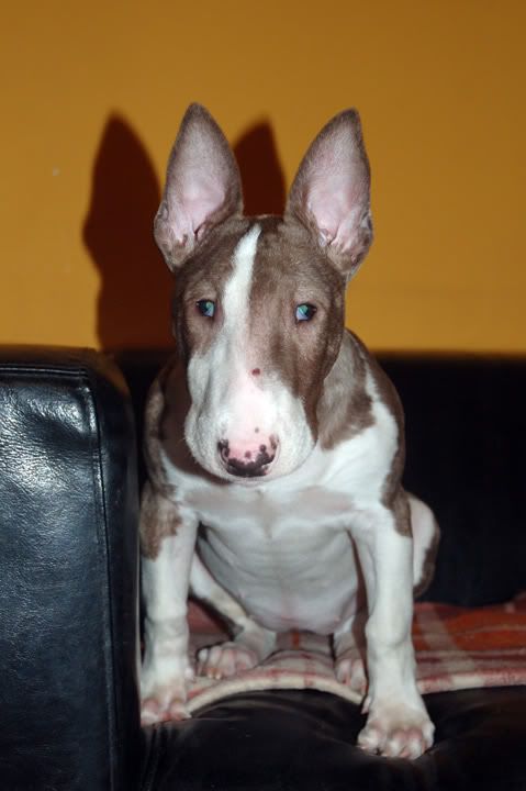 Obrazek