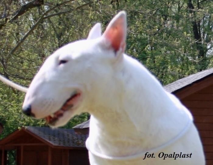 Obrazek