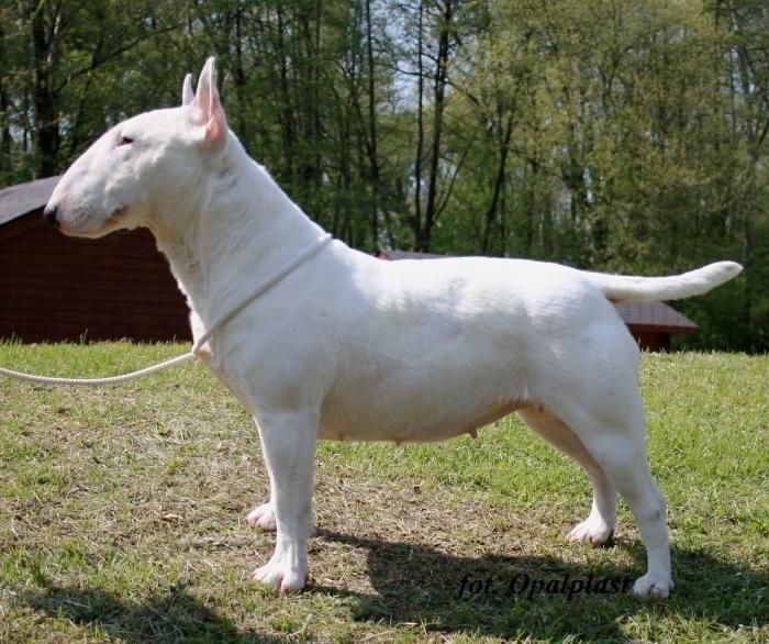 Obrazek