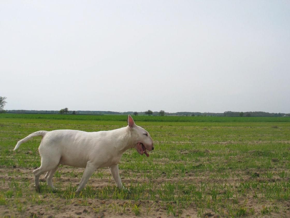 Obrazek
