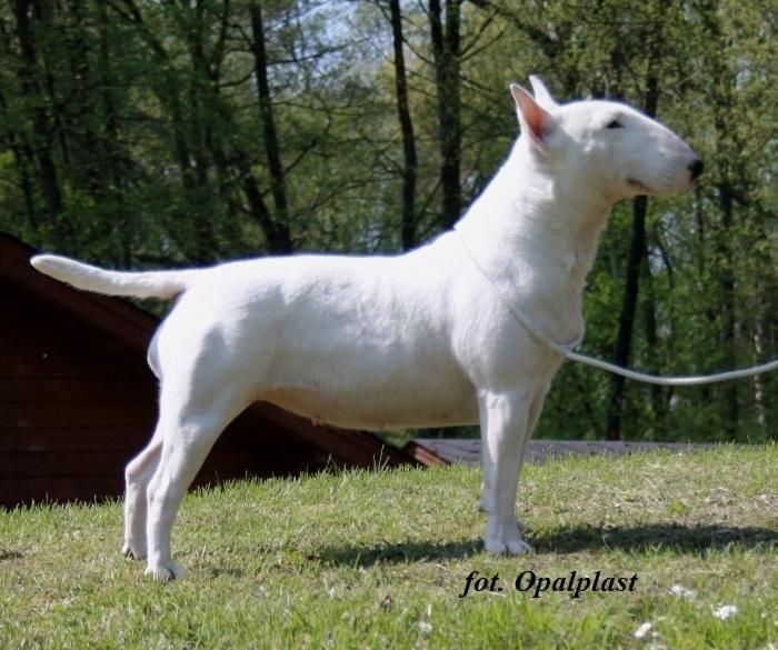 Obrazek