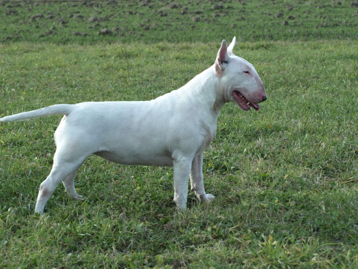 Obrazek