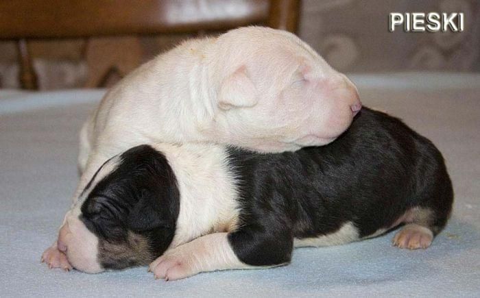 Obrazek