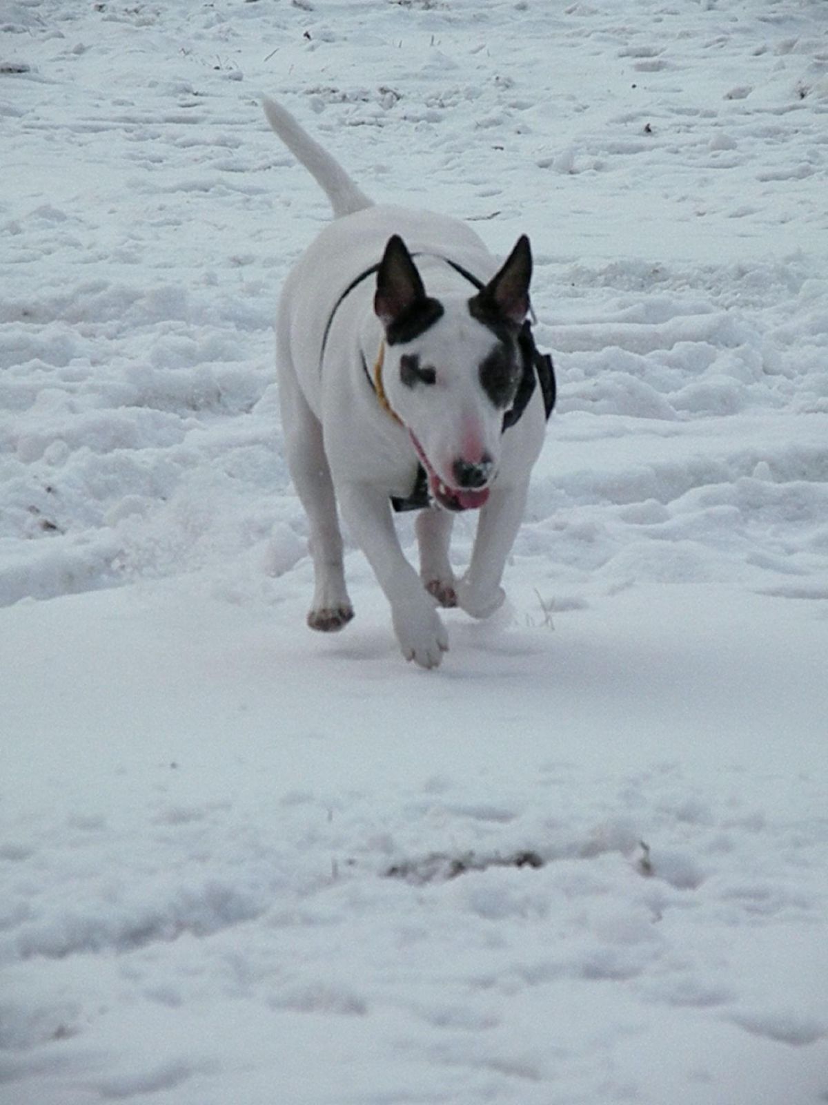 Obrazek
