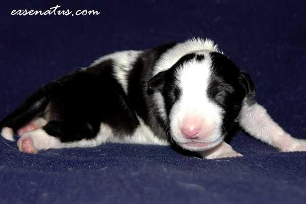 Obrazek