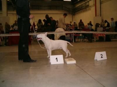 Obrazek