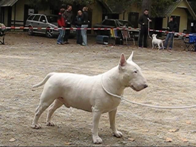 Obrazek