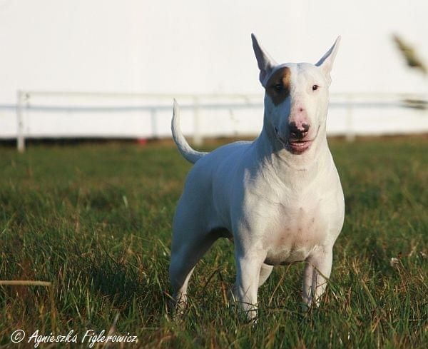 Obrazek