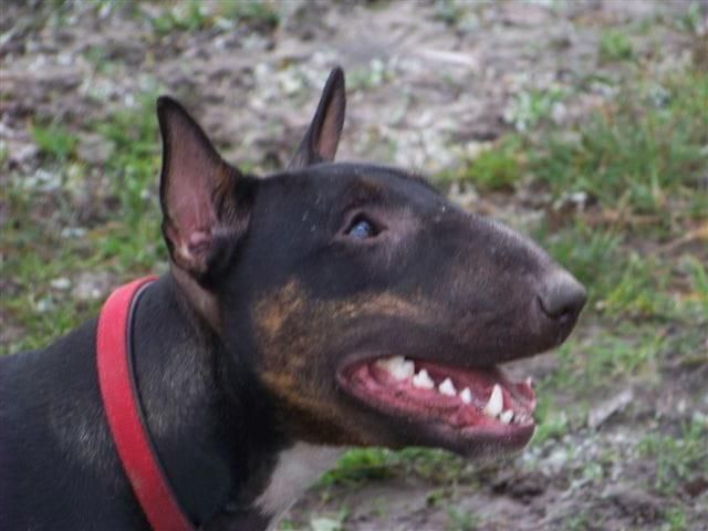 Obrazek