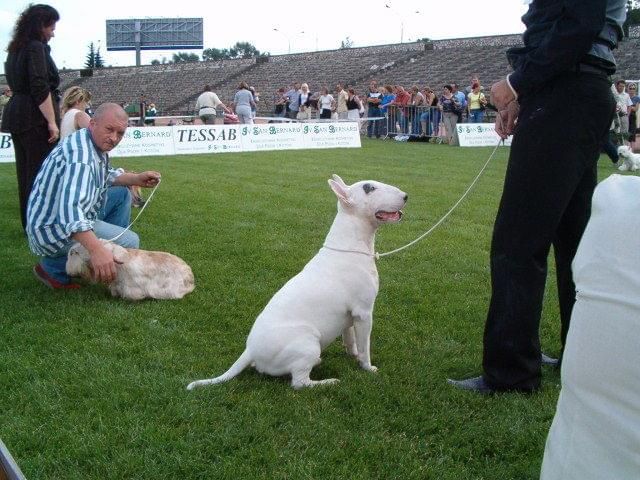 Obrazek
