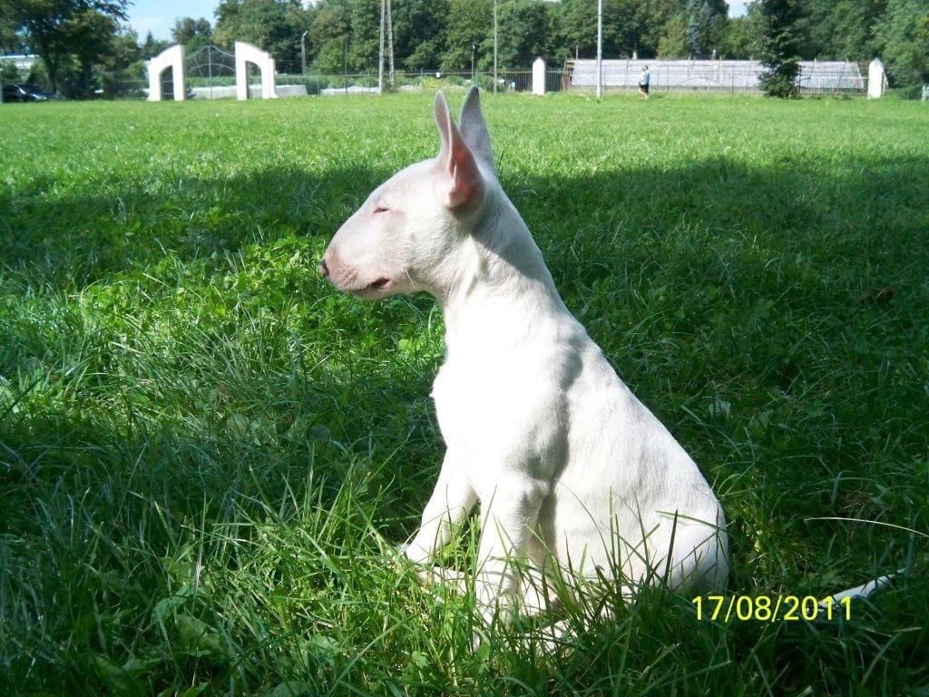 Obrazek