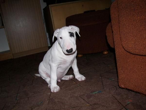 Obrazek