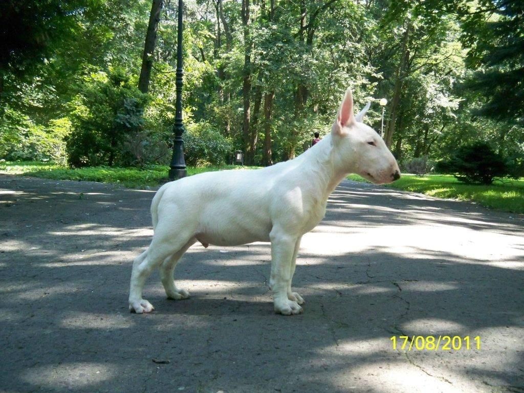 Obrazek