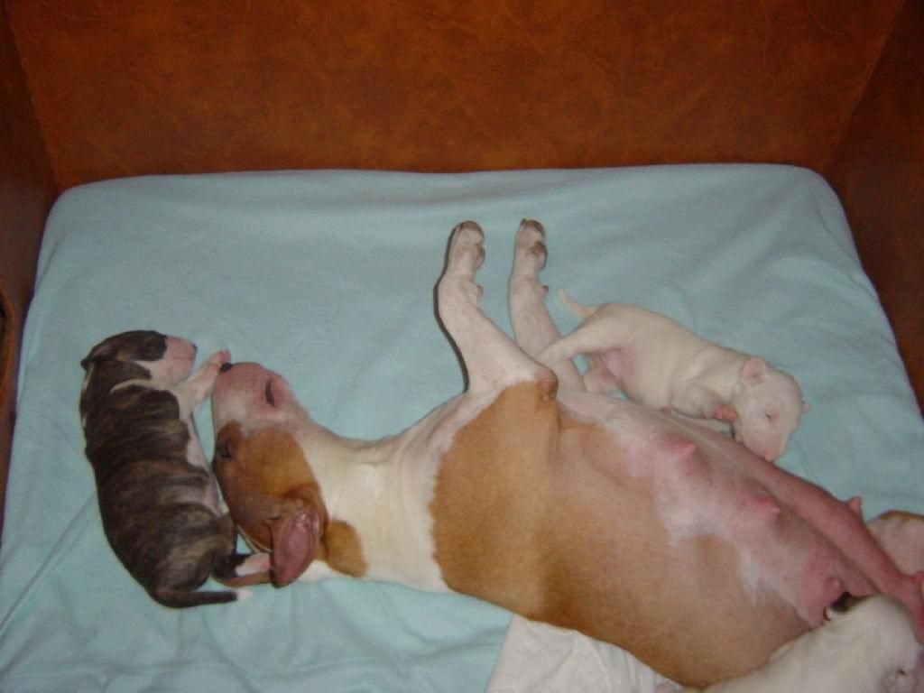 Obrazek