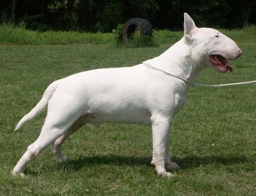 Obrazek