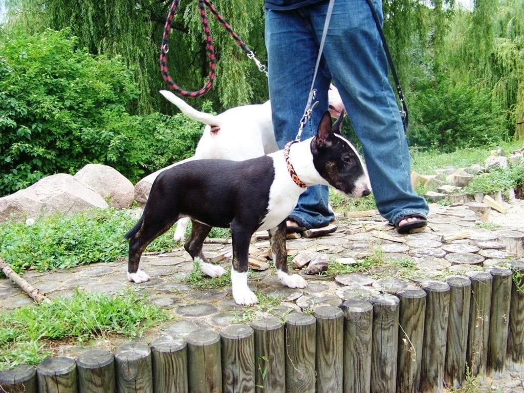 Obrazek