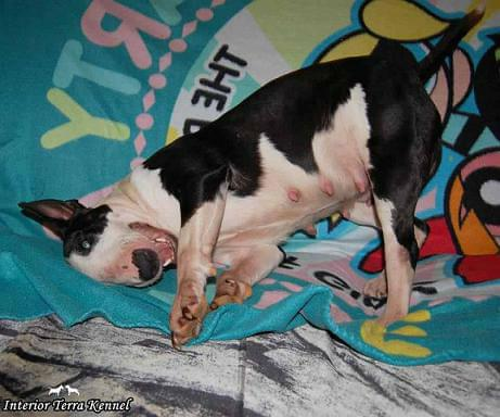 Obrazek
