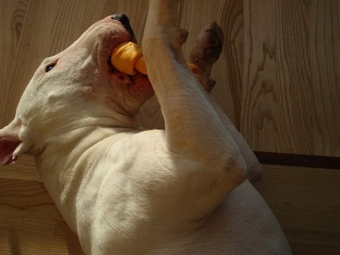 Obrazek