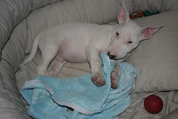 Obrazek