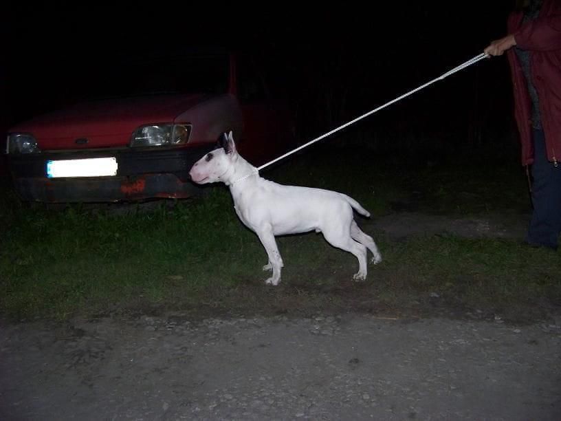 Obrazek