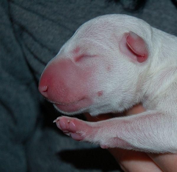 Obrazek