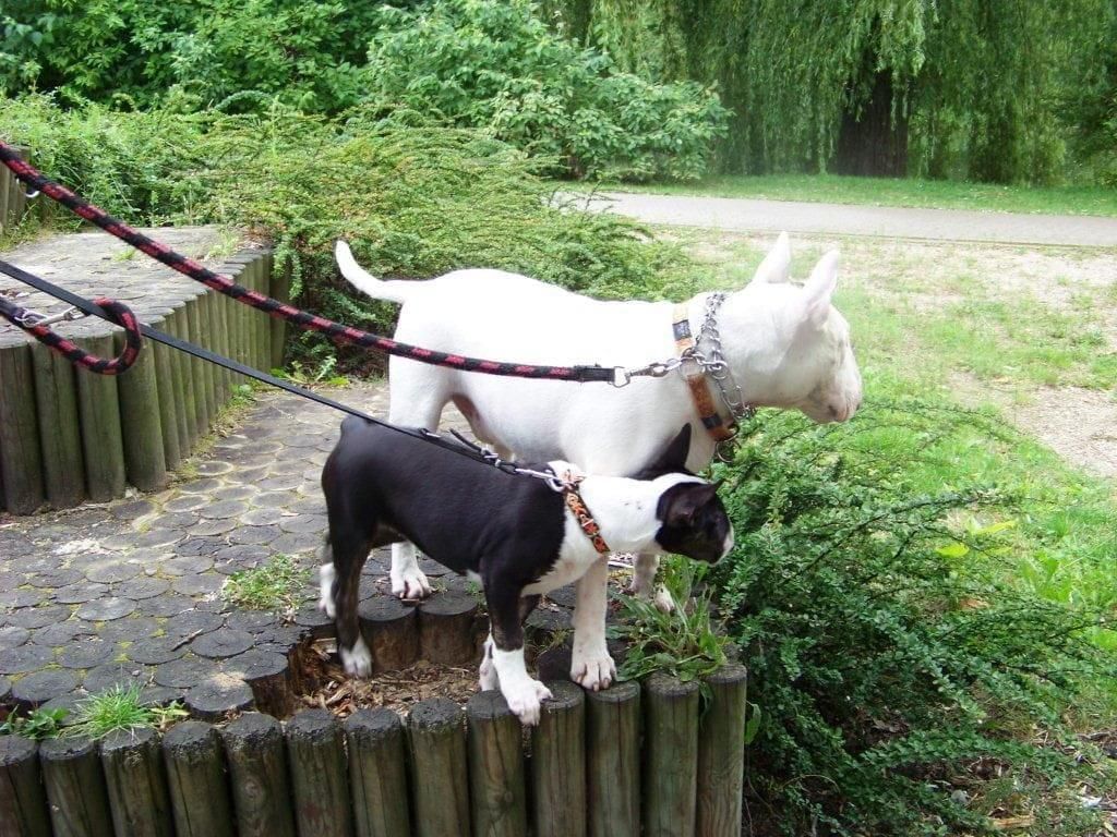 Obrazek
