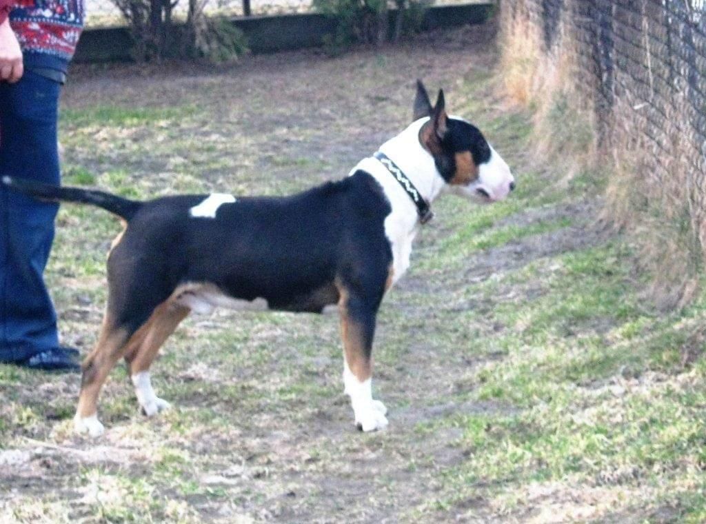 Obrazek
